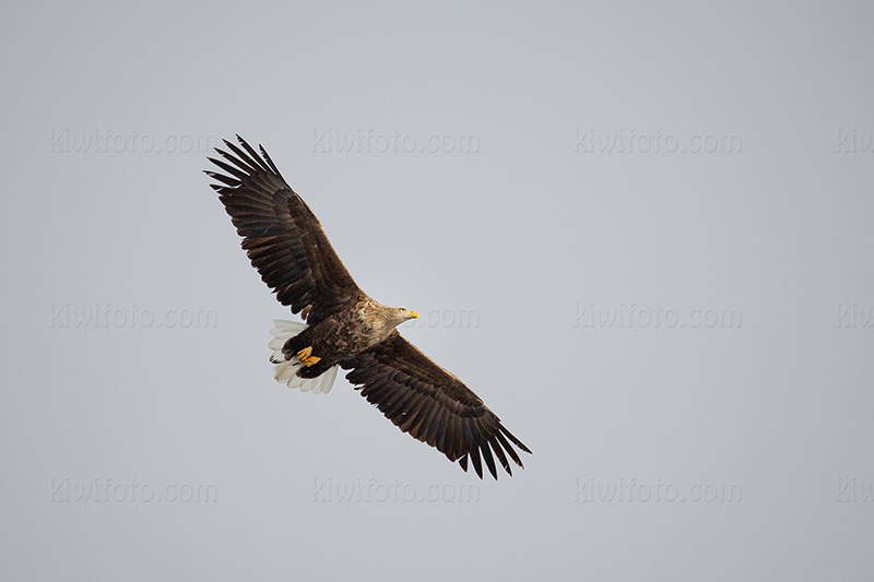White-tailed Eagle Photo @ Kiwifoto.com
