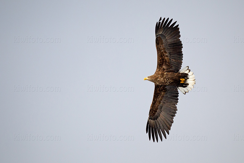 White-tailed Eagle Photo @ Kiwifoto.com