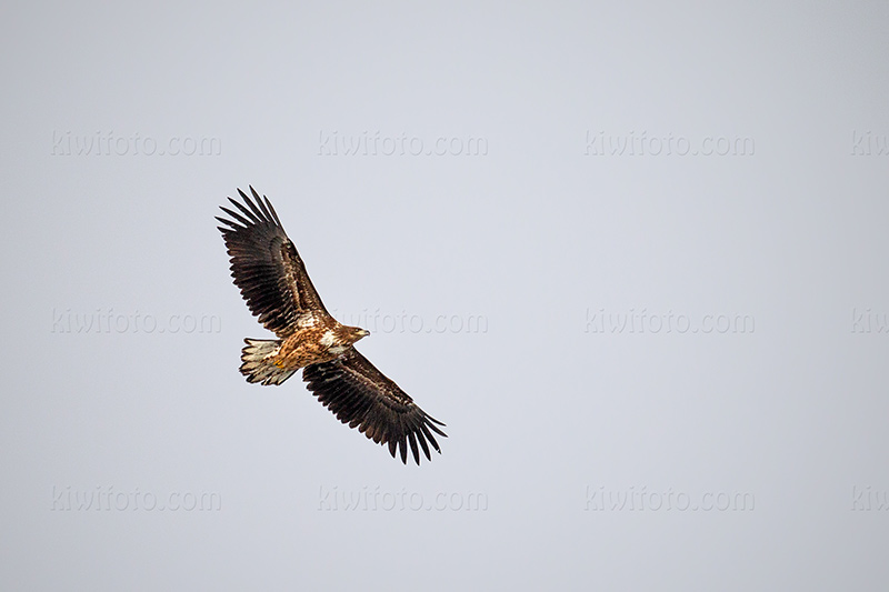 White-tailed Eagle Picture @ Kiwifoto.com