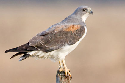 White-tailed Hawk Image @ Kiwifoto.com