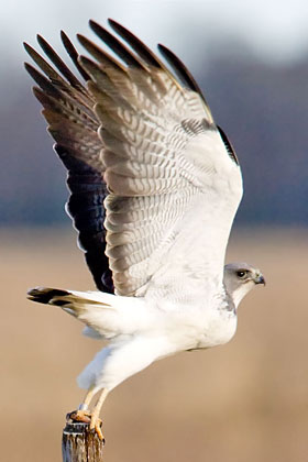 White-tailed Hawk