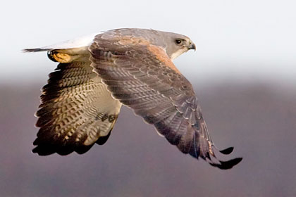 White-tailed Hawk