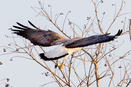 White-tailed Hawk Photo @ Kiwifoto.com