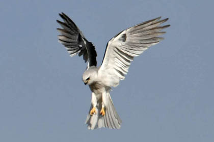 White-tailed Kite Photo @ Kiwifoto.com