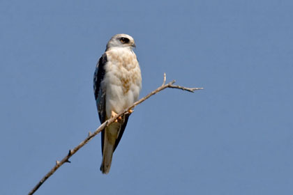 White-tailed Kite Picture @ Kiwifoto.com