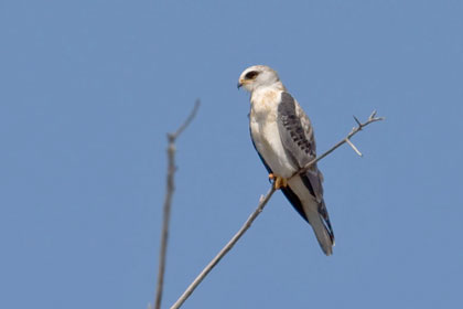 White-tailed Kite Photo @ Kiwifoto.com