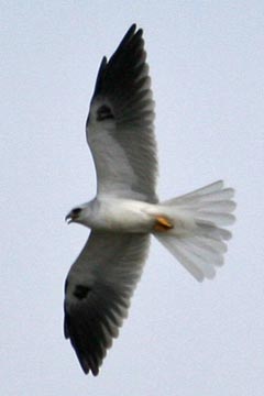 White-tailed Kite Image @ Kiwifoto.com