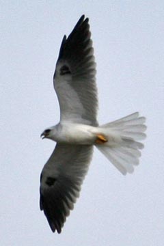 White-tailed Kite Photo @ Kiwifoto.com