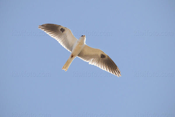White-tailed Kite Image @ Kiwifoto.com