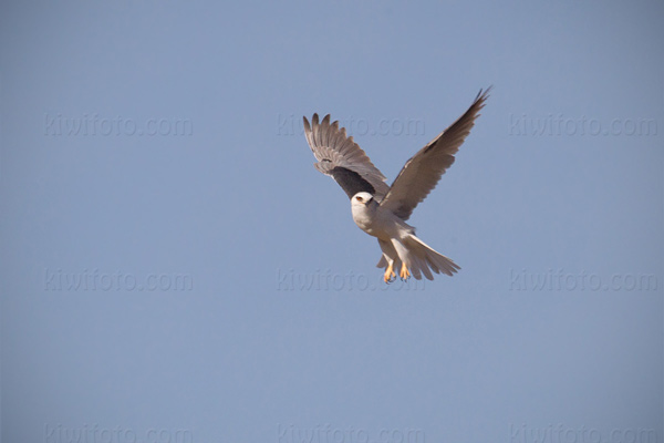 White-tailed Kite Image @ Kiwifoto.com