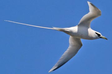 White-tailed Tropicbird