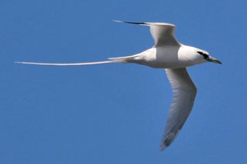 White-tailed Tropicbird Photo @ Kiwifoto.com