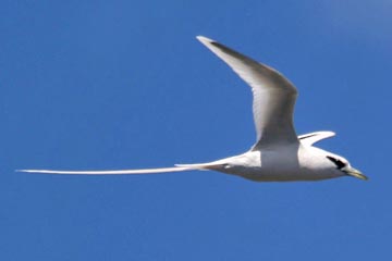 White-tailed Tropicbird Image @ Kiwifoto.com