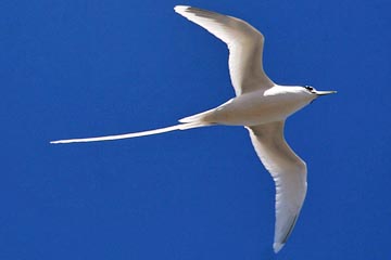 White-tailed Tropicbird Photo @ Kiwifoto.com