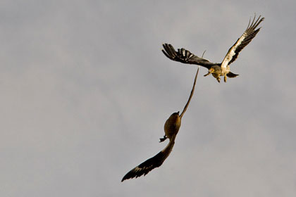 White-throated Caracara Photo @ Kiwifoto.com