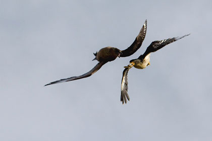 White-throated Caracara Image @ Kiwifoto.com