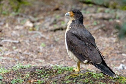 White-throated Caracara