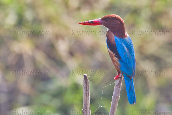 White-throated Kingfisher Photo @ Kiwifoto.com