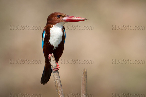 White-throated Kingfisher