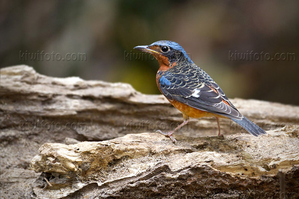 White-throated Rock-Thrush Image @ Kiwifoto.com