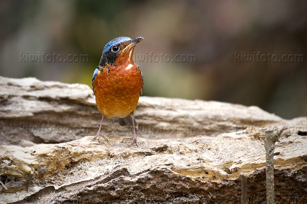 White-throated Rock-Thrush Photo @ Kiwifoto.com