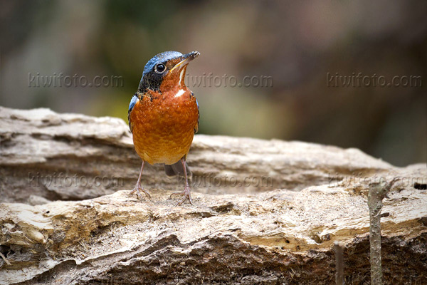 White-throated Rock-Thrush Picture @ Kiwifoto.com