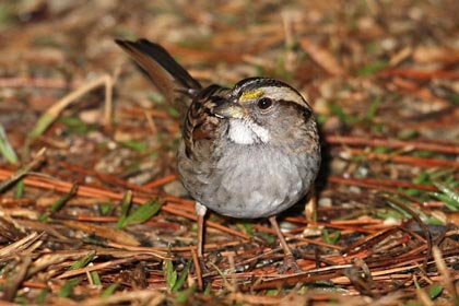 White-throated Sparrow Image @ Kiwifoto.com