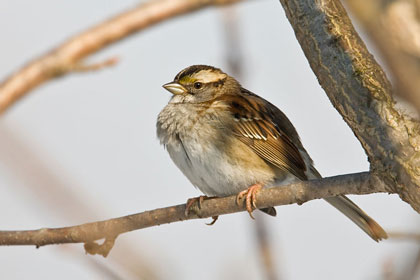 White-throated Sparrow Image @ Kiwifoto.com