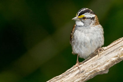 White-throated Sparrow Picture @ Kiwifoto.com