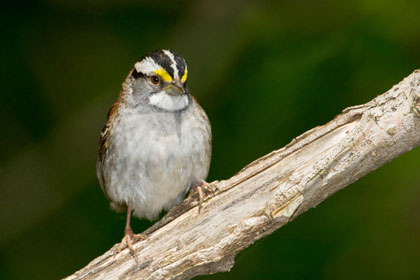 White-throated Sparrow Image @ Kiwifoto.com