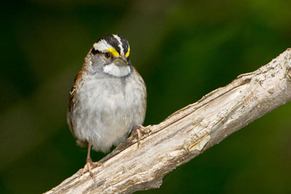 White-throated Sparrow Photo @ Kiwifoto.com