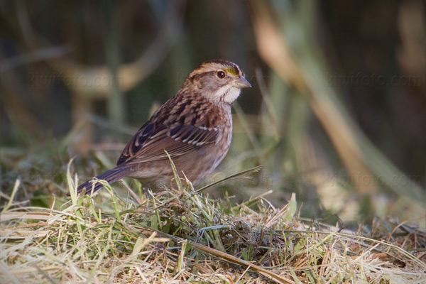 White-throated Sparrow Photo @ Kiwifoto.com