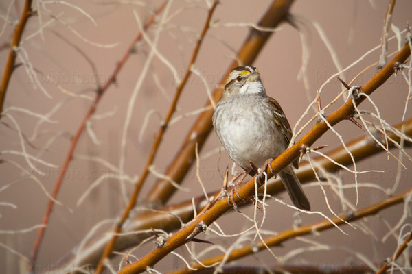 White-throated Sparrow Image @ Kiwifoto.com