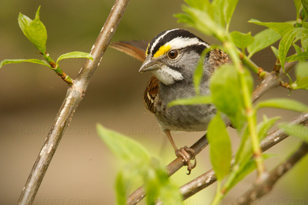 White-throated Sparrow Image @ Kiwifoto.com