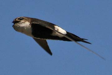 White-throated Swift Picture @ Kiwifoto.com