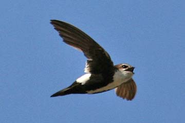 White-throated Swift Image @ Kiwifoto.com