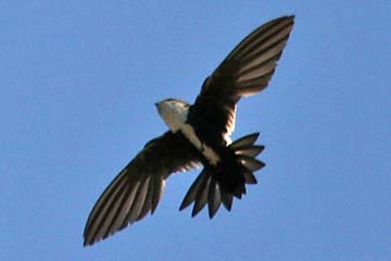 White-throated Swift Image @ Kiwifoto.com