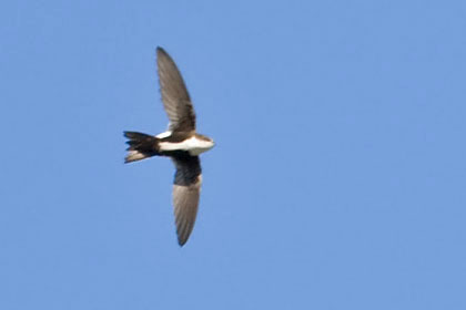 White-throated Swift Image @ Kiwifoto.com