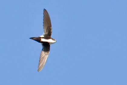 White-throated Swift Image @ Kiwifoto.com