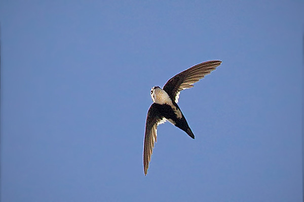 White-throated Swift Image @ Kiwifoto.com