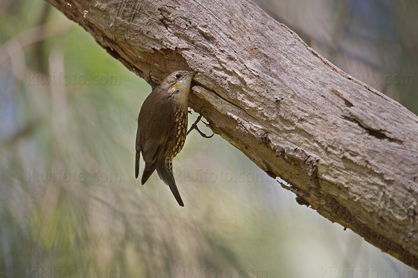 White-throated Treecreeper Photo @ Kiwifoto.com