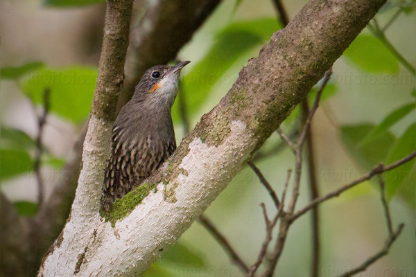 White-throated Treecreeper Image @ Kiwifoto.com