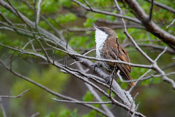 White-throated Treerunner Photo @ Kiwifoto.com