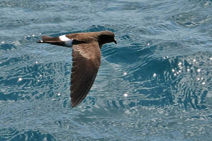 White-vented Storm-Petrel Picture @ Kiwifoto.com
