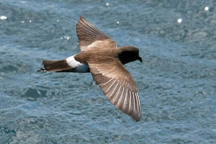 White-vented Storm-Petrel Image @ Kiwifoto.com