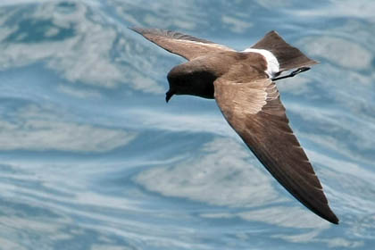 White-vented Storm-Petrel Photo @ Kiwifoto.com