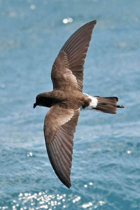 White-vented Storm-Petrel Photo @ Kiwifoto.com