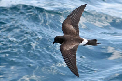 White-vented Storm-Petrel Image @ Kiwifoto.com