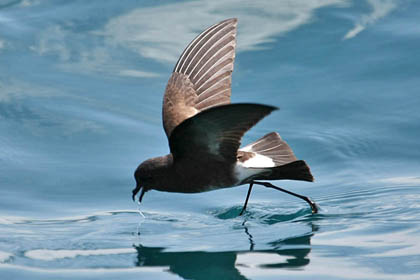 White-vented Storm-Petrel Photo @ Kiwifoto.com