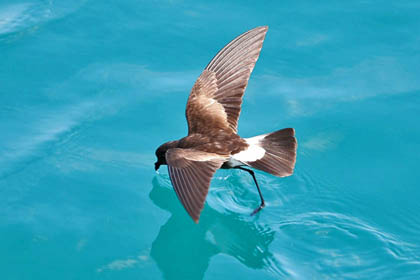 White-vented Storm-Petrel Picture @ Kiwifoto.com